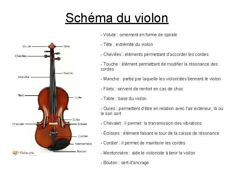 Schéma du violon - Volute : ornement en forme de spirale - Tête : Schéma du violon - Volute : ornement en forme de spirale - Tête :