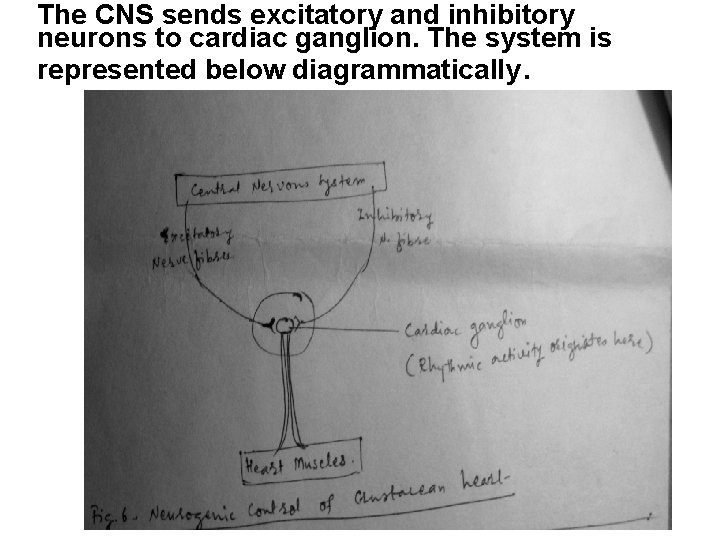 The CNS sends excitatory and inhibitory neurons to cardiac ganglion. The system is represented