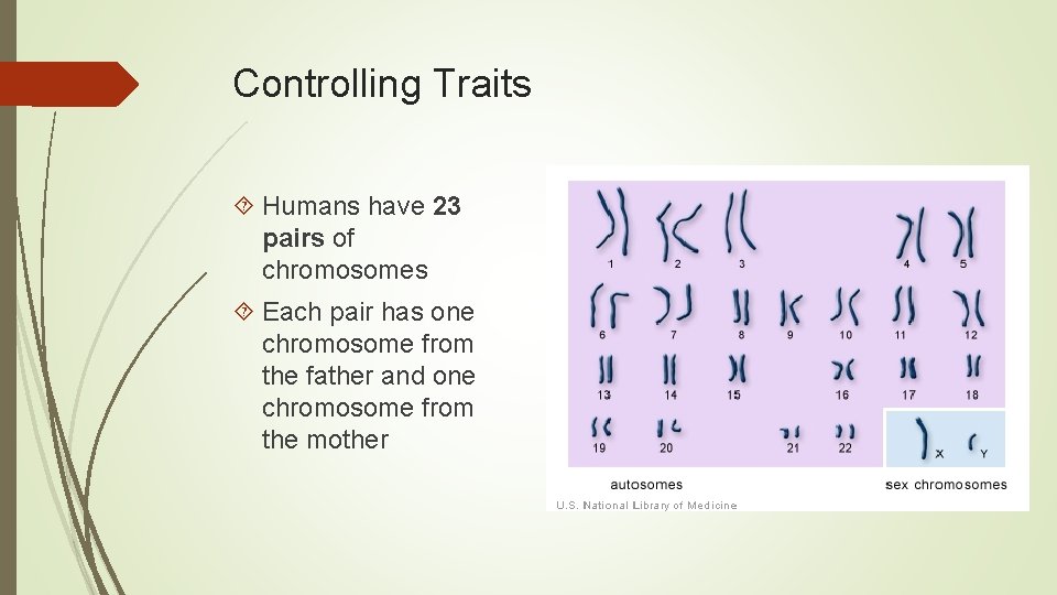 Controlling Traits Humans have 23 pairs of chromosomes Each pair has one chromosome from