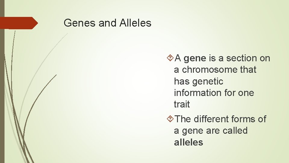 Genes and Alleles A gene is a section on a chromosome that has genetic