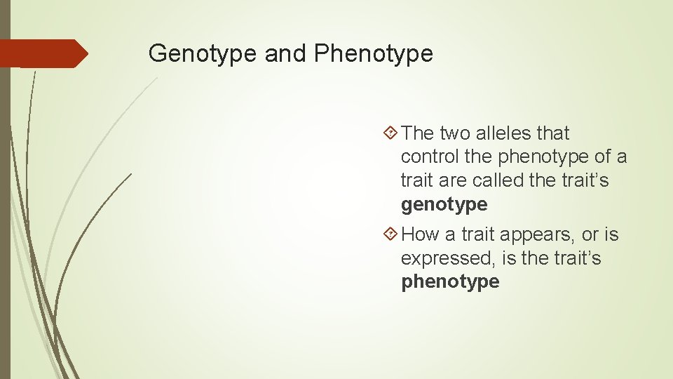 Genotype and Phenotype The two alleles that control the phenotype of a trait are