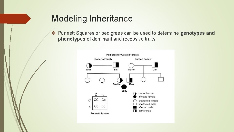 Modeling Inheritance Punnett Squares or pedigrees can be used to determine genotypes and phenotypes