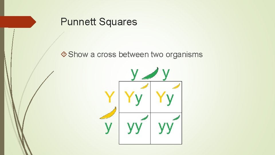 Punnett Squares Show a cross between two organisms 