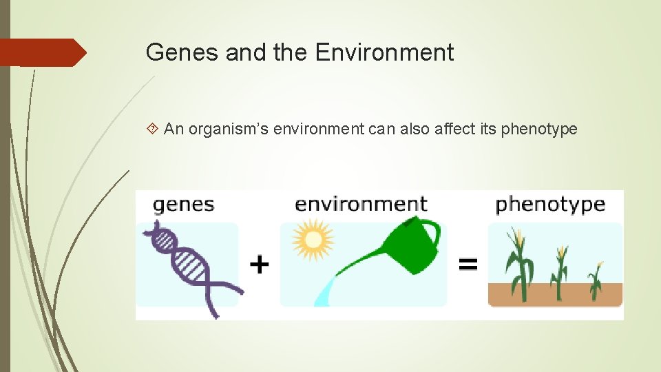 Genes and the Environment An organism’s environment can also affect its phenotype 