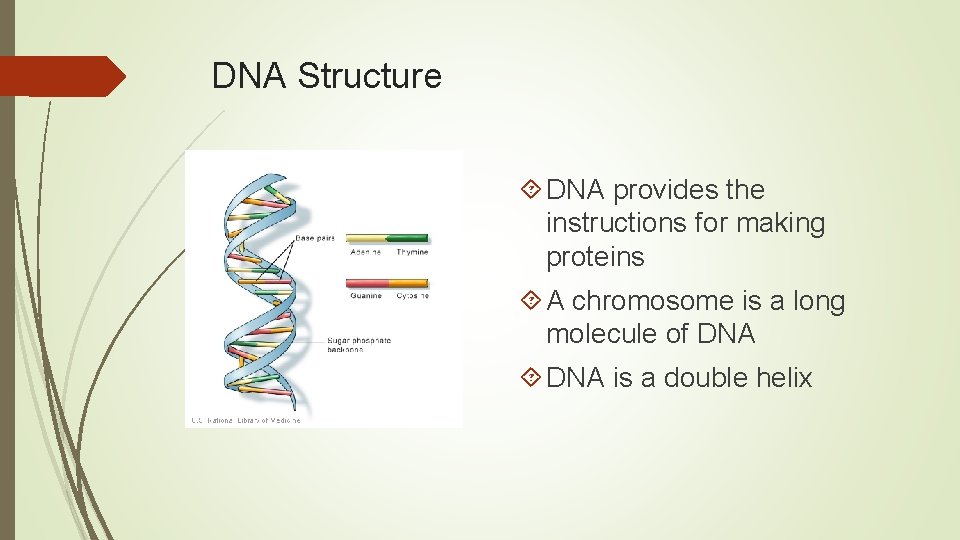 DNA Structure DNA provides the instructions for making proteins A chromosome is a long