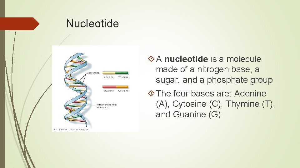 Nucleotide A nucleotide is a molecule made of a nitrogen base, a sugar, and