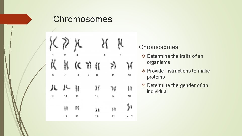 Chromosomes Chromosomes: Determine the traits of an organisms Provide instructions to make proteins Determine