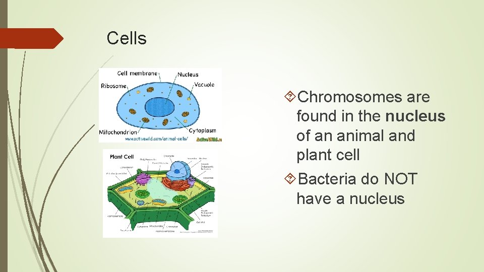 Cells Chromosomes are found in the nucleus of an animal and plant cell Bacteria