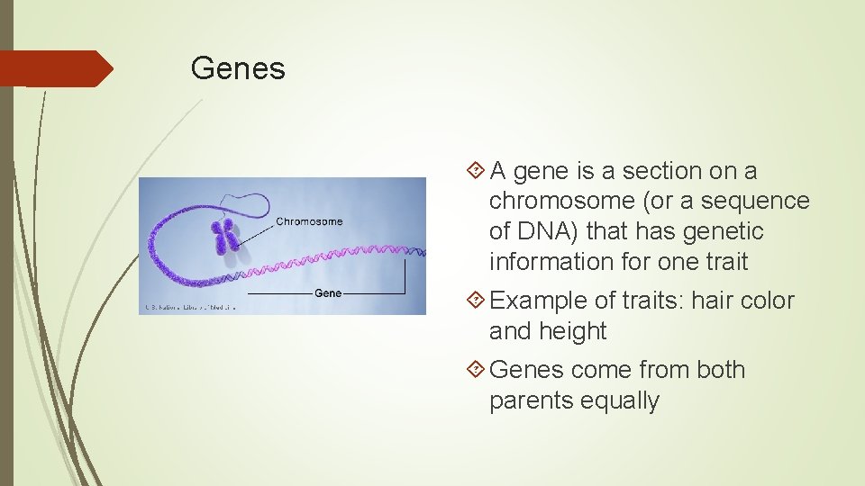 Genes A gene is a section on a chromosome (or a sequence of DNA)