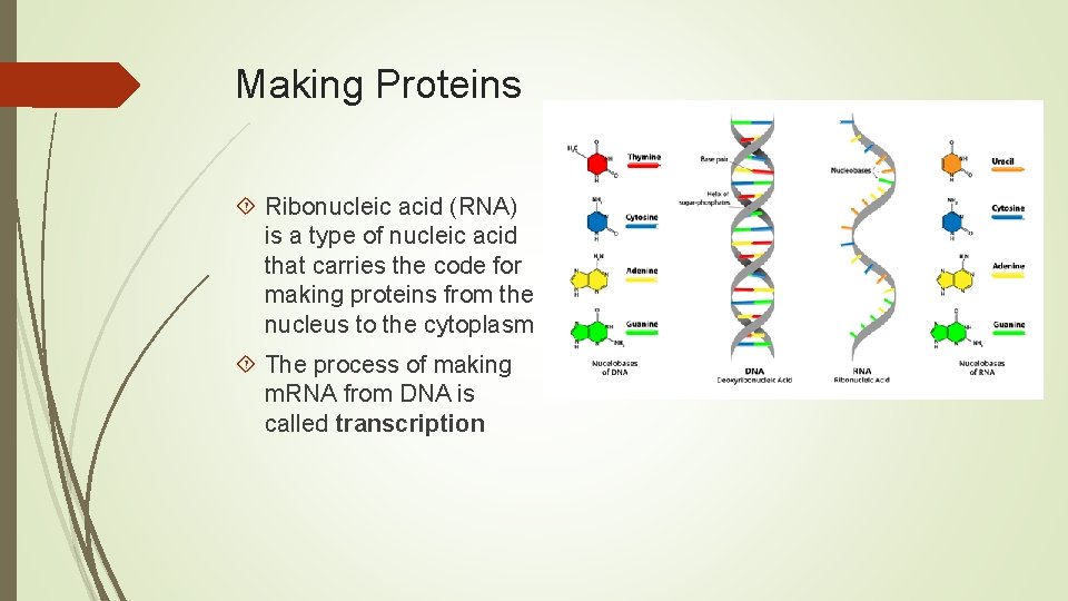 Making Proteins Ribonucleic acid (RNA) is a type of nucleic acid that carries the