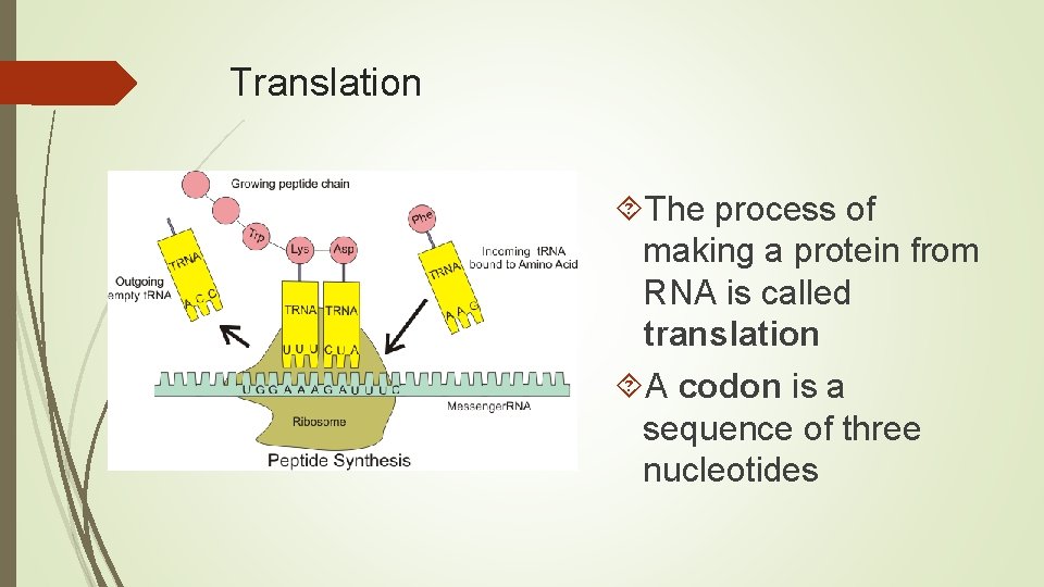 Translation The process of making a protein from RNA is called translation A codon