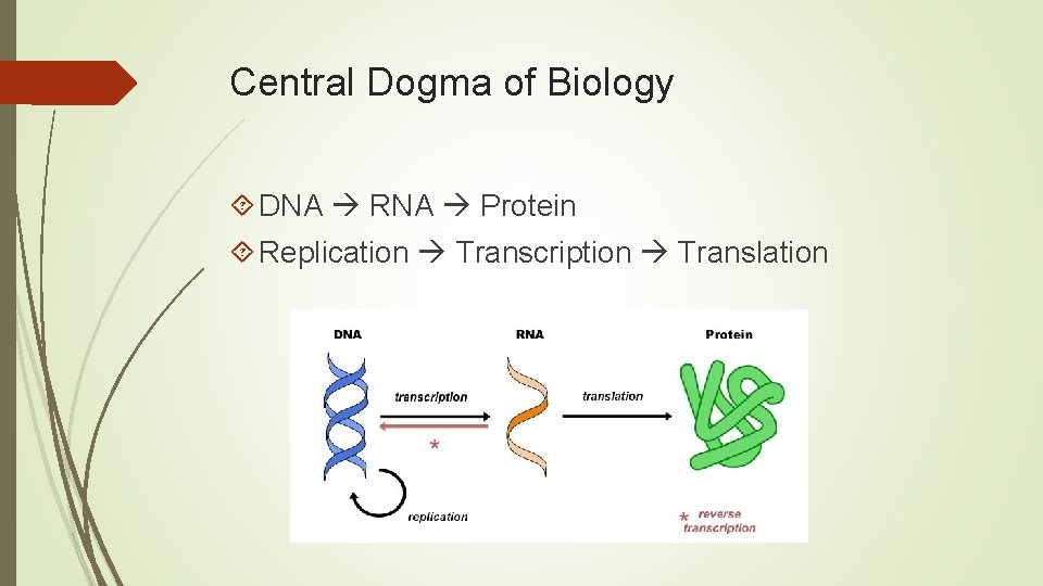 Central Dogma of Biology DNA RNA Protein Replication Transcription Translation 