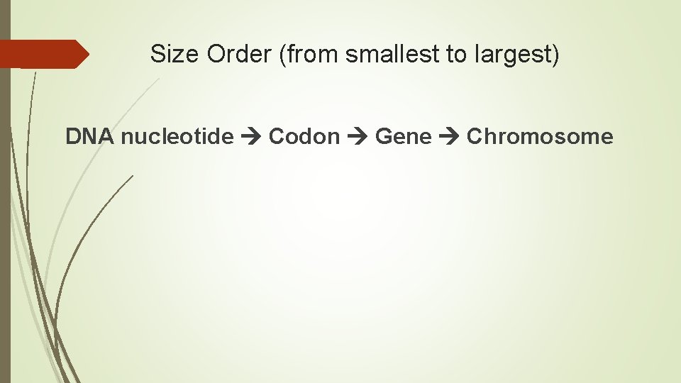 Size Order (from smallest to largest) DNA nucleotide Codon Gene Chromosome 