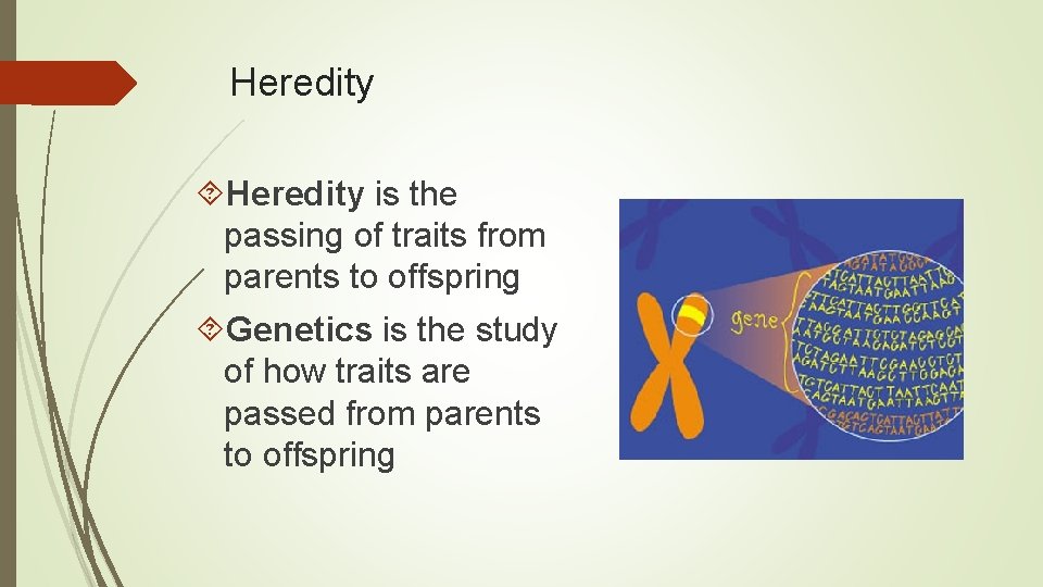 Heredity is the passing of traits from parents to offspring Genetics is the study