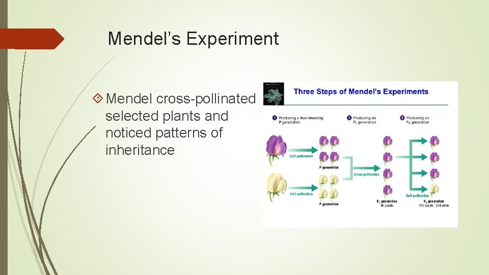 Mendel’s Experiment Mendel cross-pollinated selected plants and noticed patterns of inheritance 