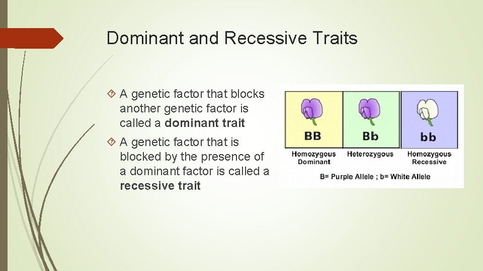 Dominant and Recessive Traits A genetic factor that blocks another genetic factor is called