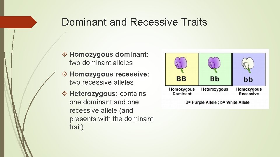 Dominant and Recessive Traits Homozygous dominant: two dominant alleles Homozygous recessive: two recessive alleles