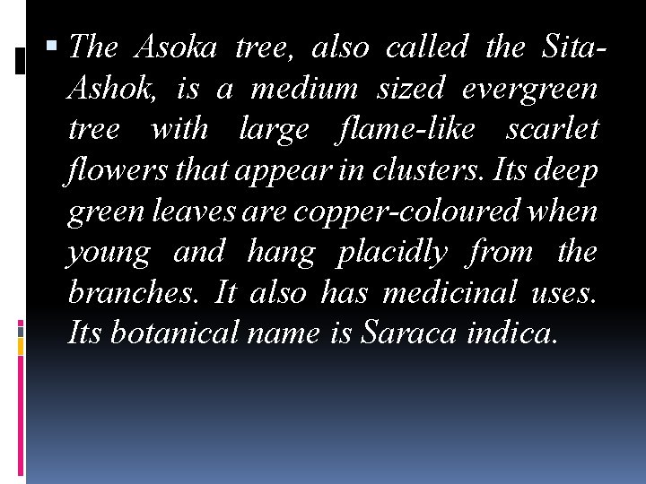  The Asoka tree, also called the Sita. Ashok, is a medium sized evergreen