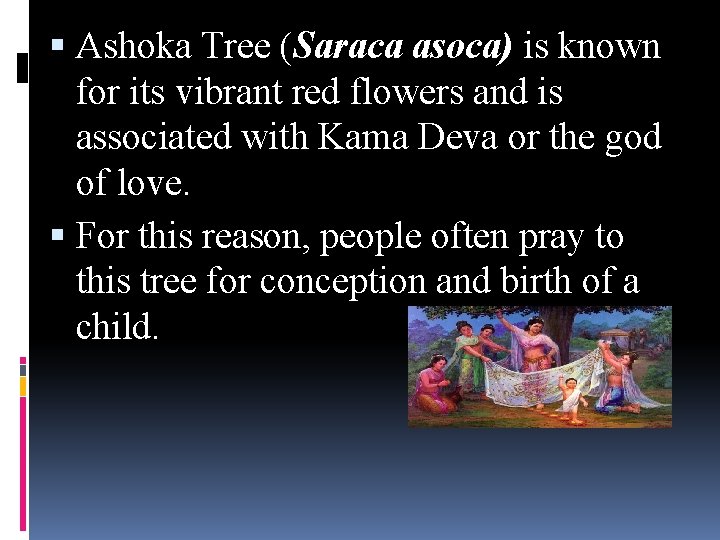  Ashoka Tree (Saraca asoca) is known for its vibrant red flowers and is