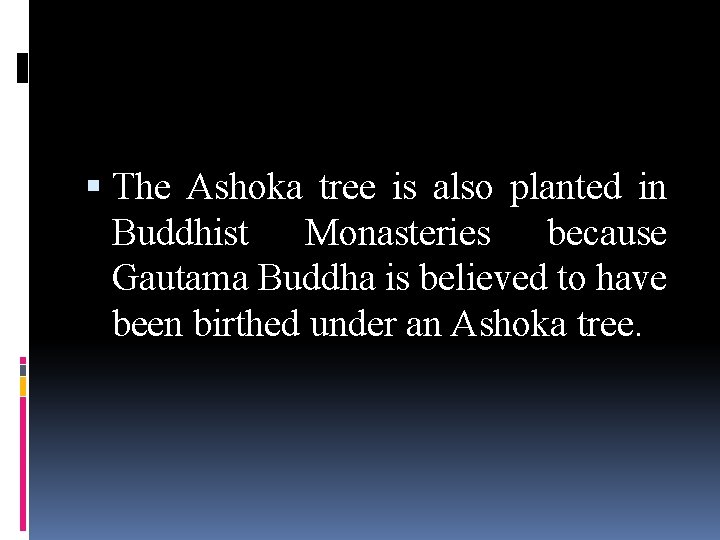  The Ashoka tree is also planted in Buddhist Monasteries because Gautama Buddha is