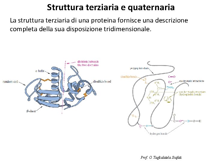 Struttura terziaria e quaternaria La struttura terziaria di una proteina fornisce una descrizione completa