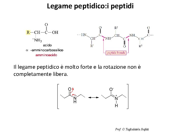 Legame peptidico: i peptidi Il legame peptidico è molto forte e la rotazione non