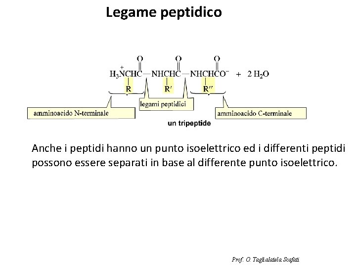 Legame peptidico Anche i peptidi hanno un punto isoelettrico ed i differenti peptidi possono