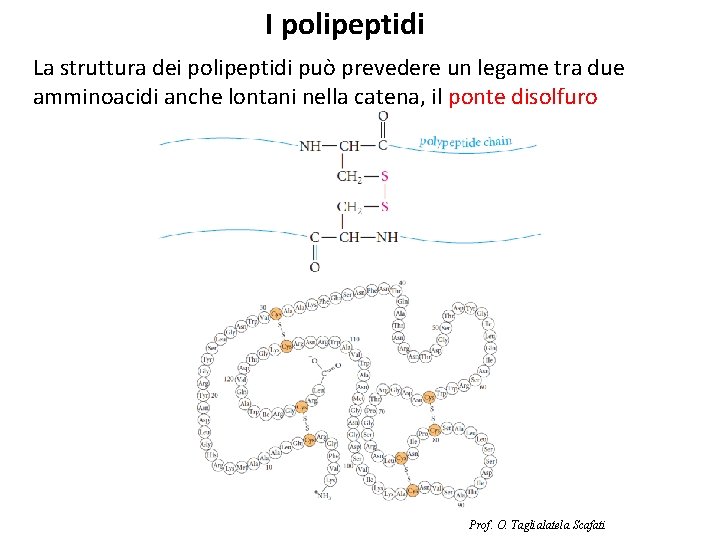 I polipeptidi La struttura dei polipeptidi può prevedere un legame tra due amminoacidi anche