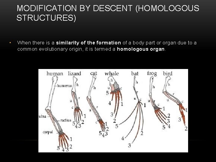 MODIFICATION BY DESCENT (HOMOLOGOUS STRUCTURES) • When there is a similarity of the formation