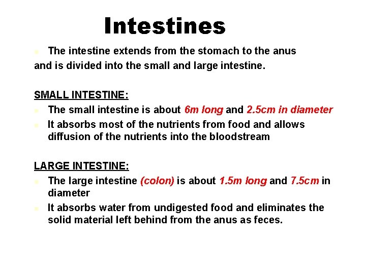 Intestines The intestine extends from the stomach to the anus and is divided into