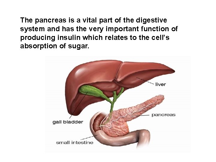 The pancreas is a vital part of the digestive system and has the very