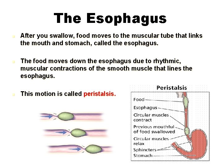 The Esophagus After you swallow, food moves to the muscular tube that links the