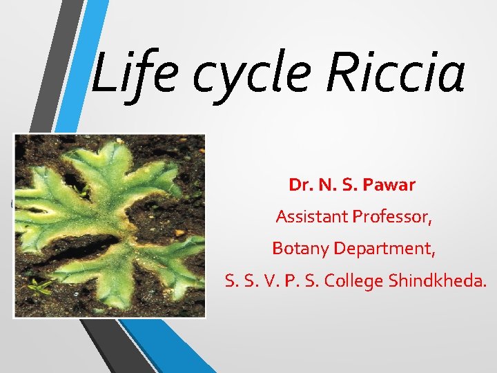 Life cycle Riccia Dr. N. S. Pawar Assistant Professor, Botany Department, S. S. V.