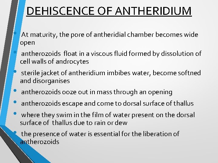 DEHISCENCE OF ANTHERIDIUM • • At maturity, the pore of antheridial chamber becomes wide
