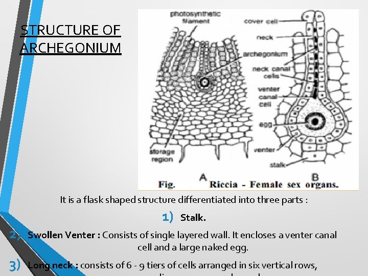 STRUCTURE OF ARCHEGONIUM It is a flask shaped structure differentiated into three parts :