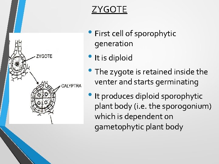 ZYGOTE • First cell of sporophytic generation • It is diploid • The zygote