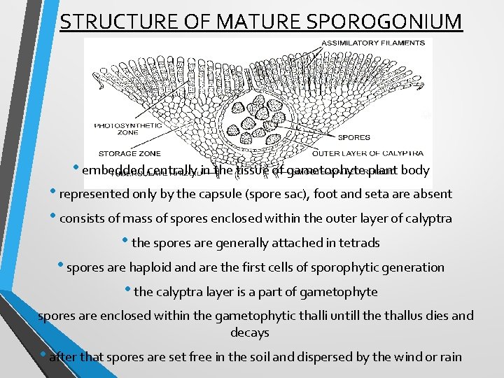 STRUCTURE OF MATURE SPOROGONIUM • embedded centrally in the tissue of gametophyte plant body