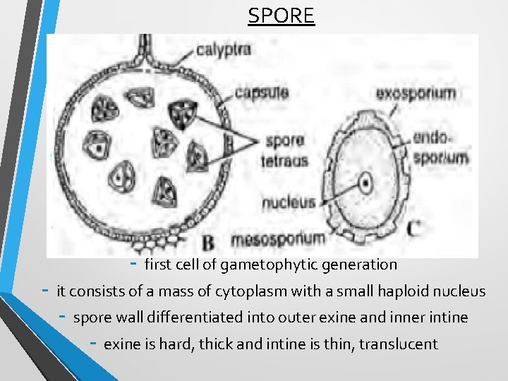 SPORE - first cell of gametophytic generation - it consists of a mass of