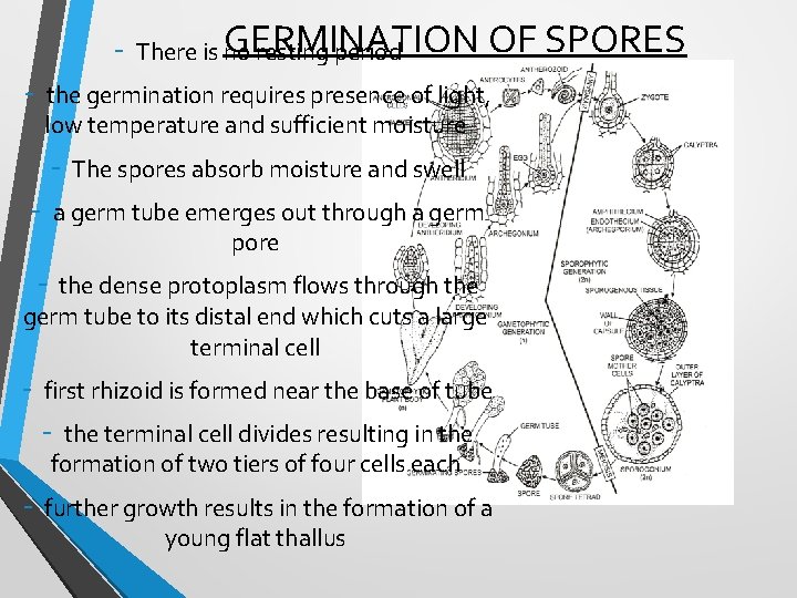 OF SPORES - There is GERMINATION no resting period - the germination requires presence