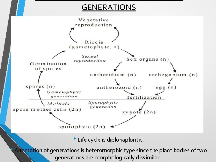 GENERATIONS • Life cycle is diplohaplontic. • Alternation of generations is heteromorphic type since