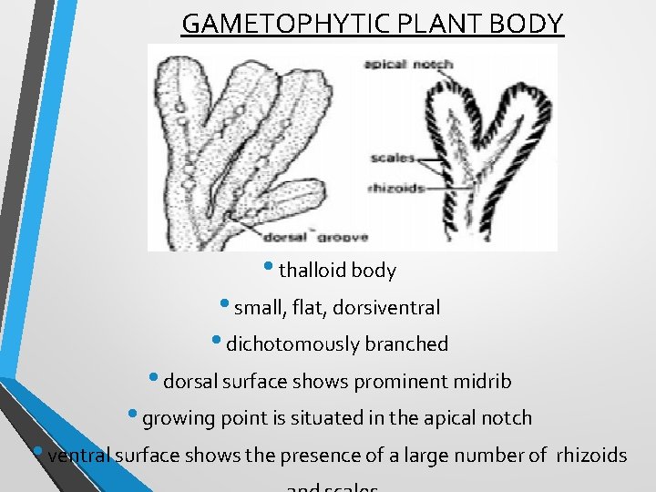 GAMETOPHYTIC PLANT BODY • thalloid body • small, flat, dorsiventral • dichotomously branched •