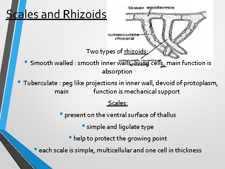 Scales and Rhizoids Two types of rhizoids: • Smooth walled : smooth inner walls,