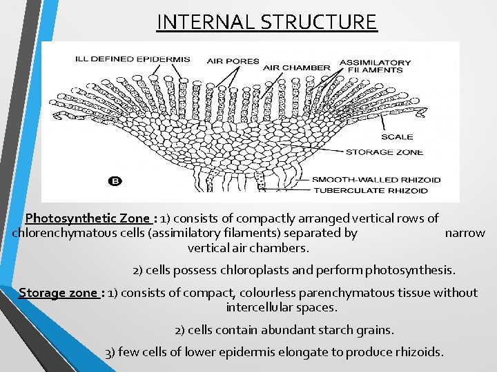 INTERNAL STRUCTURE Photosynthetic Zone : 1) consists of compactly arranged vertical rows of chlorenchymatous