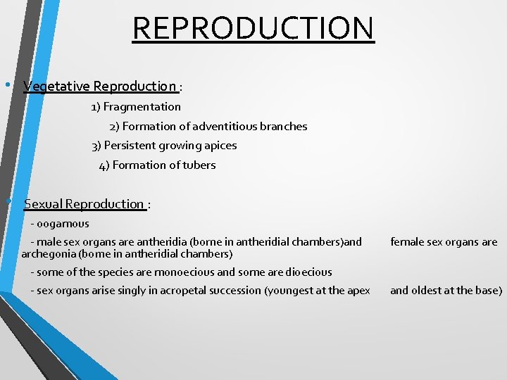 REPRODUCTION • Vegetative Reproduction : 1) Fragmentation 2) Formation of adventitious branches 3) Persistent