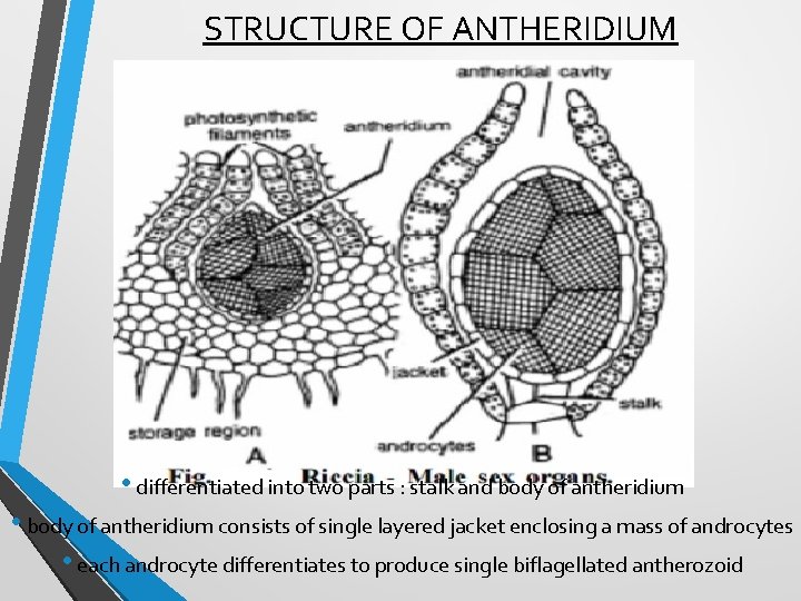 STRUCTURE OF ANTHERIDIUM • differentiated into two parts : stalk and body of antheridium