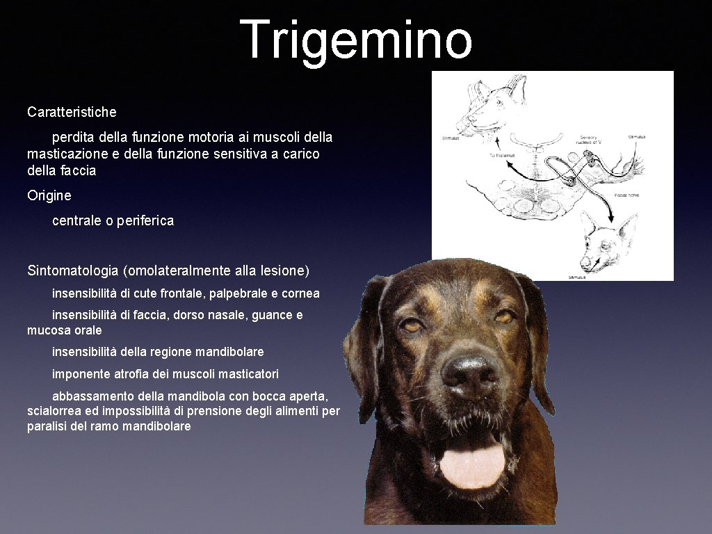 Trigemino Caratteristiche perdita della funzione motoria ai muscoli della masticazione e della funzione sensitiva