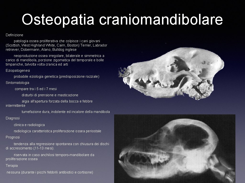 Osteopatia craniomandibolare Definizione patologia ossea proliferativa che colpisce i cani giovani (Scottish, West Highland