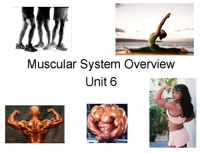 Muscular System Overview Unit 6 
