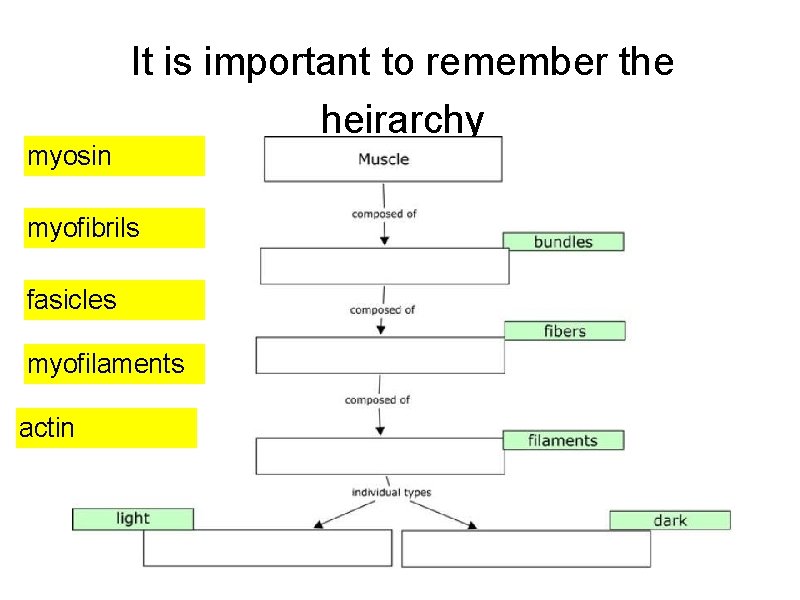 myosin It is important to remember the heirarchy myofibrils fasicles myofilaments actin 