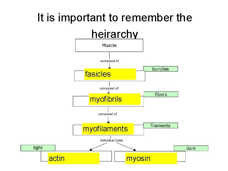 It is important to remember the heirarchy fasicles myofibrils myofilaments actin myosin 